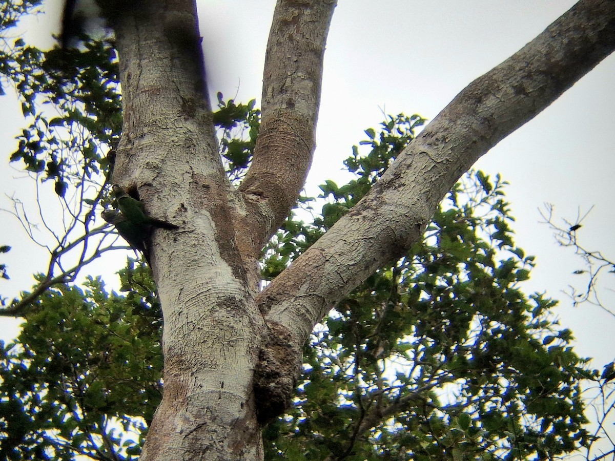 Cotorra Colinegra - ML644531452