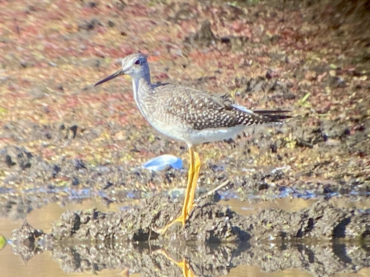 Greater Yellowlegs - ML644531457