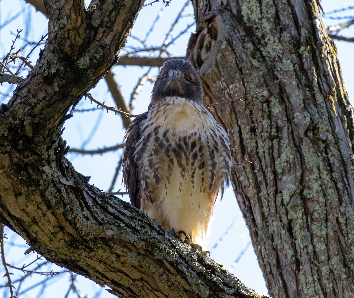 Poiana codarossa - ML644531458