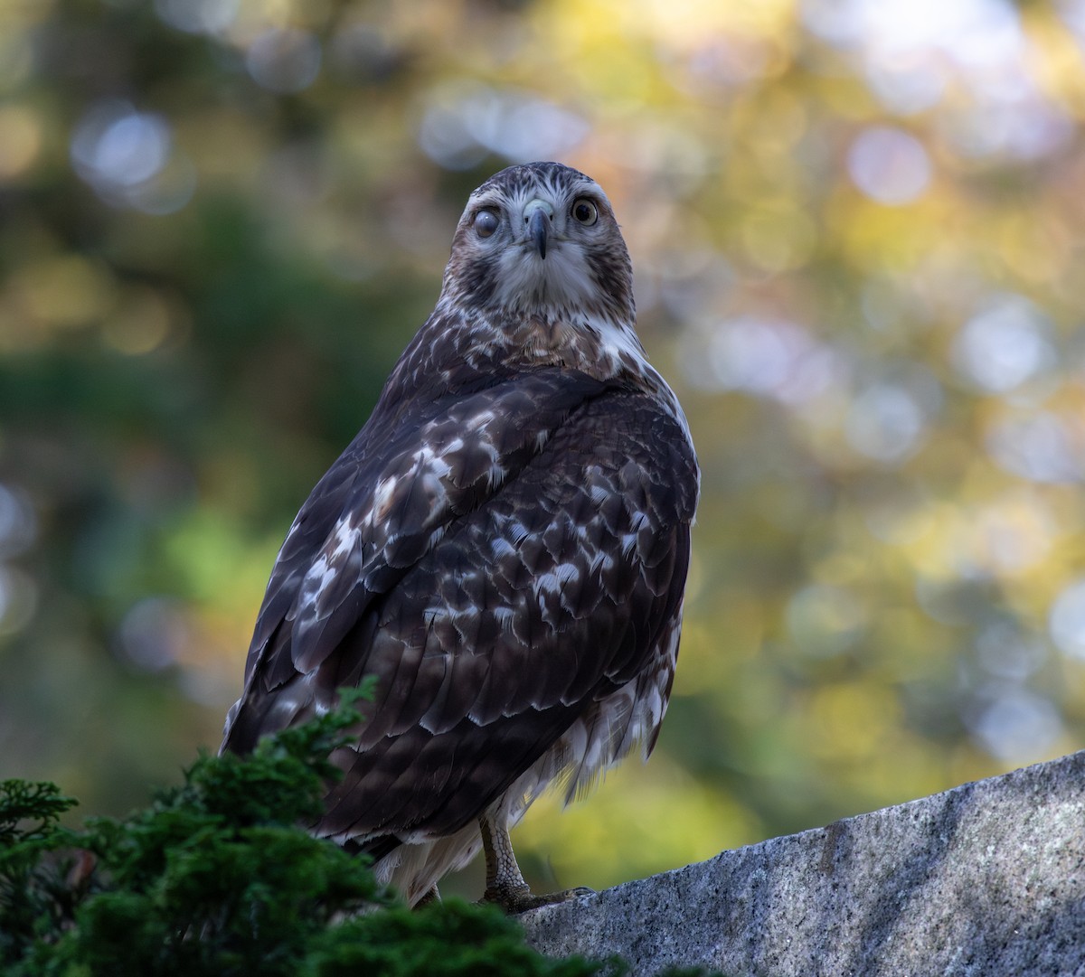 Poiana codarossa - ML644531459