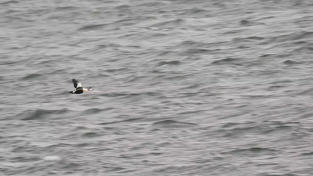 Common Eider - ML644531465