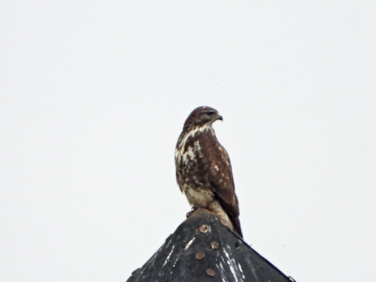 musvåk - ML644531481