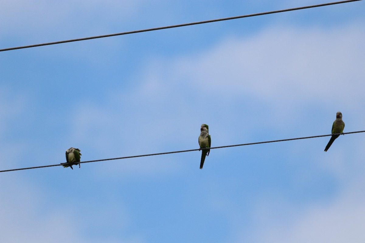Monk Parakeet - ML644531486