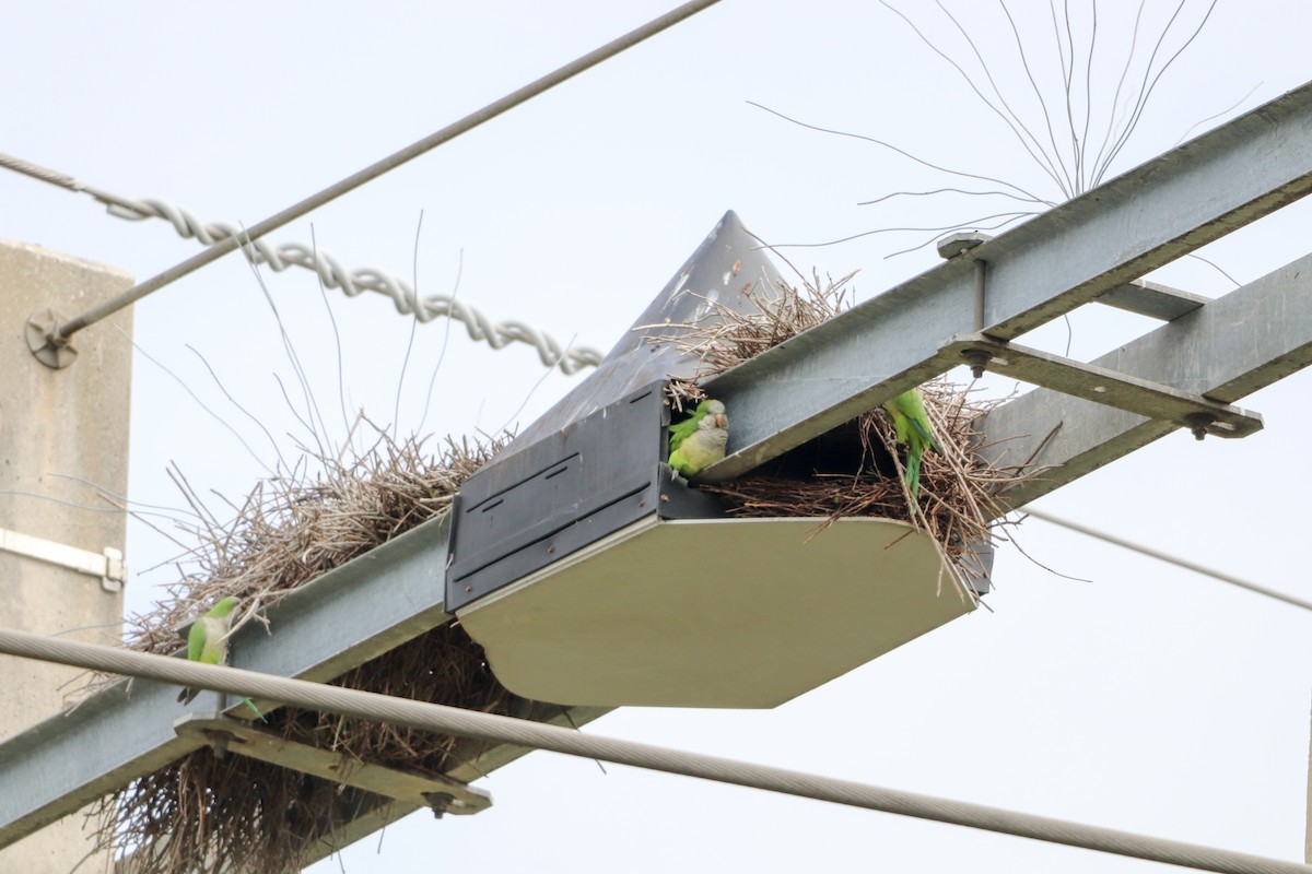 Monk Parakeet - ML644531487