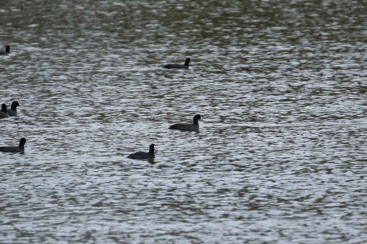 Foulque macroule - ML644531492