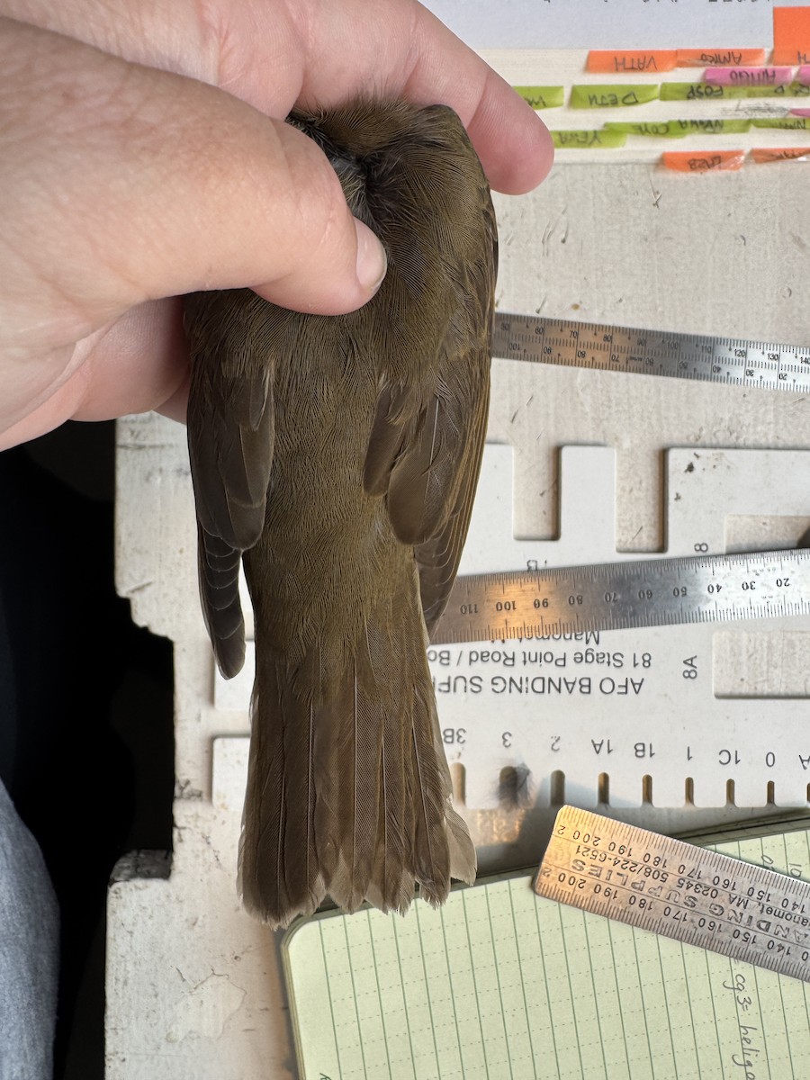 Grive à dos olive - ML644531496