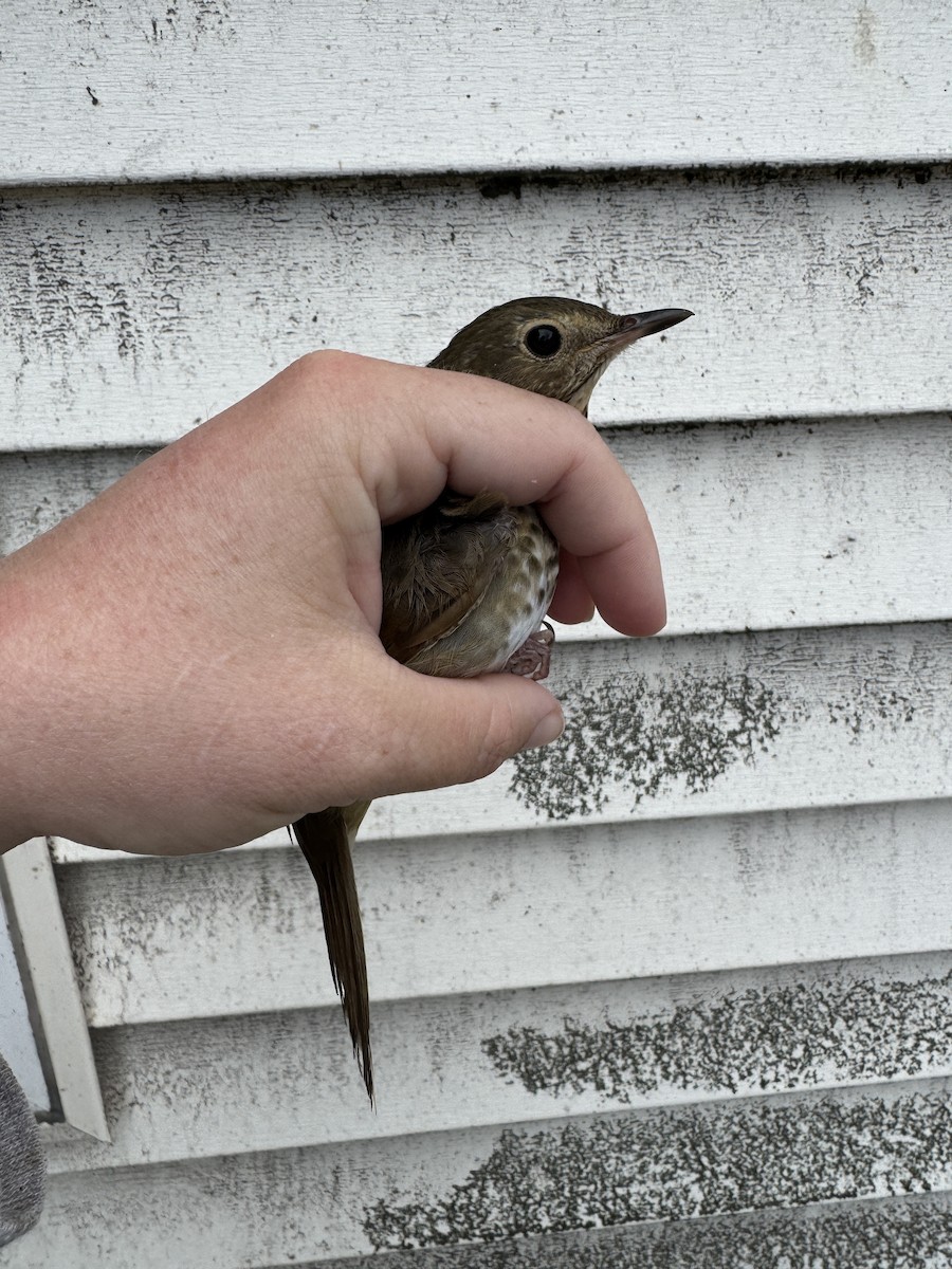 Grive à dos olive - ML644531497