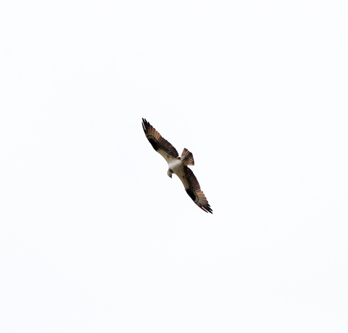 Osprey - ML644531499