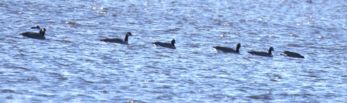 Bernache du Canada - ML644531505