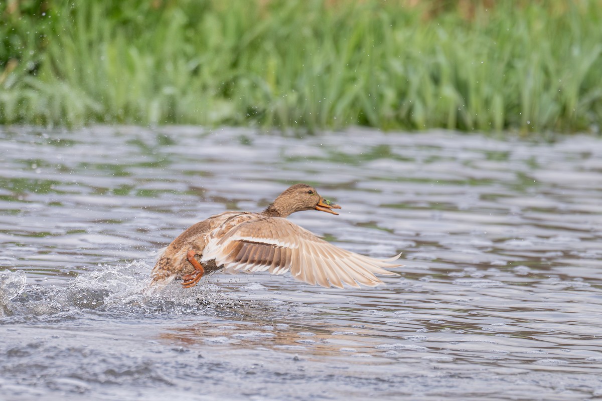 Canard colvert - ML644531506