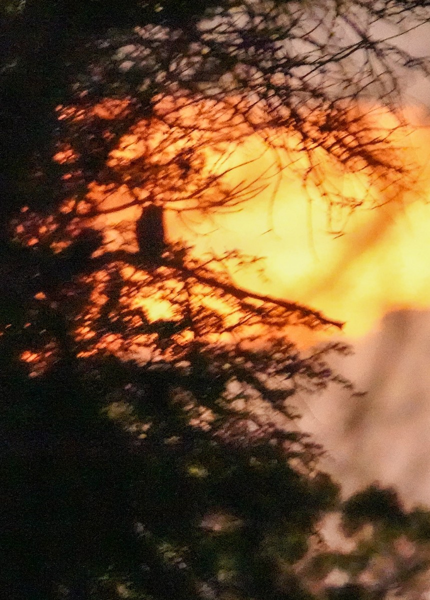 Petit-duc de Grant - ML644531507