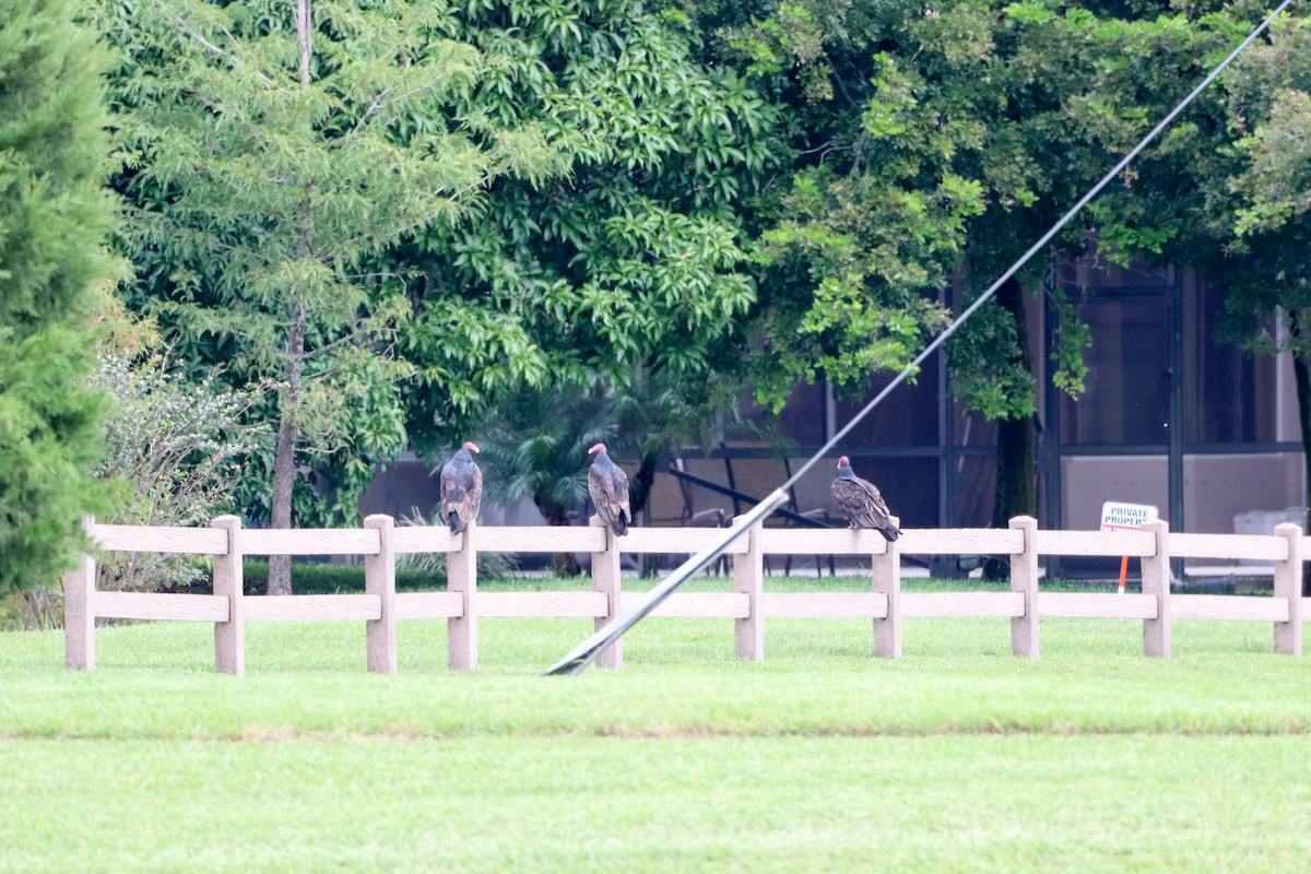 Urubu à tête rouge - ML644531511