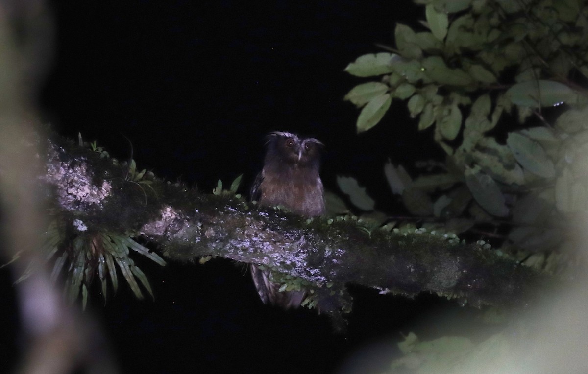 Duc à aigrettes - ML644531514