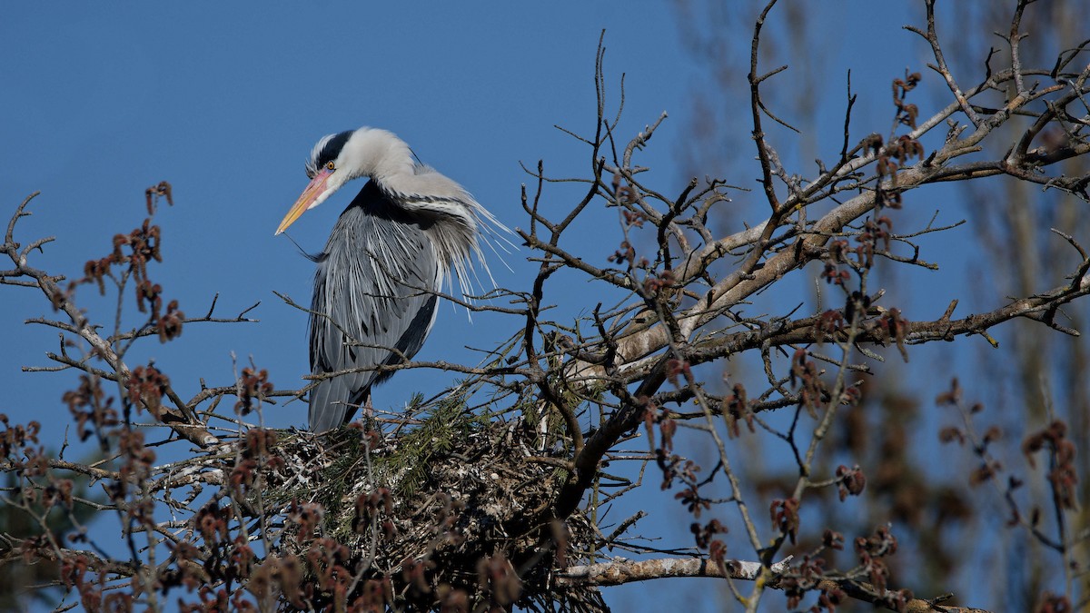Héron cendré - ML644531515