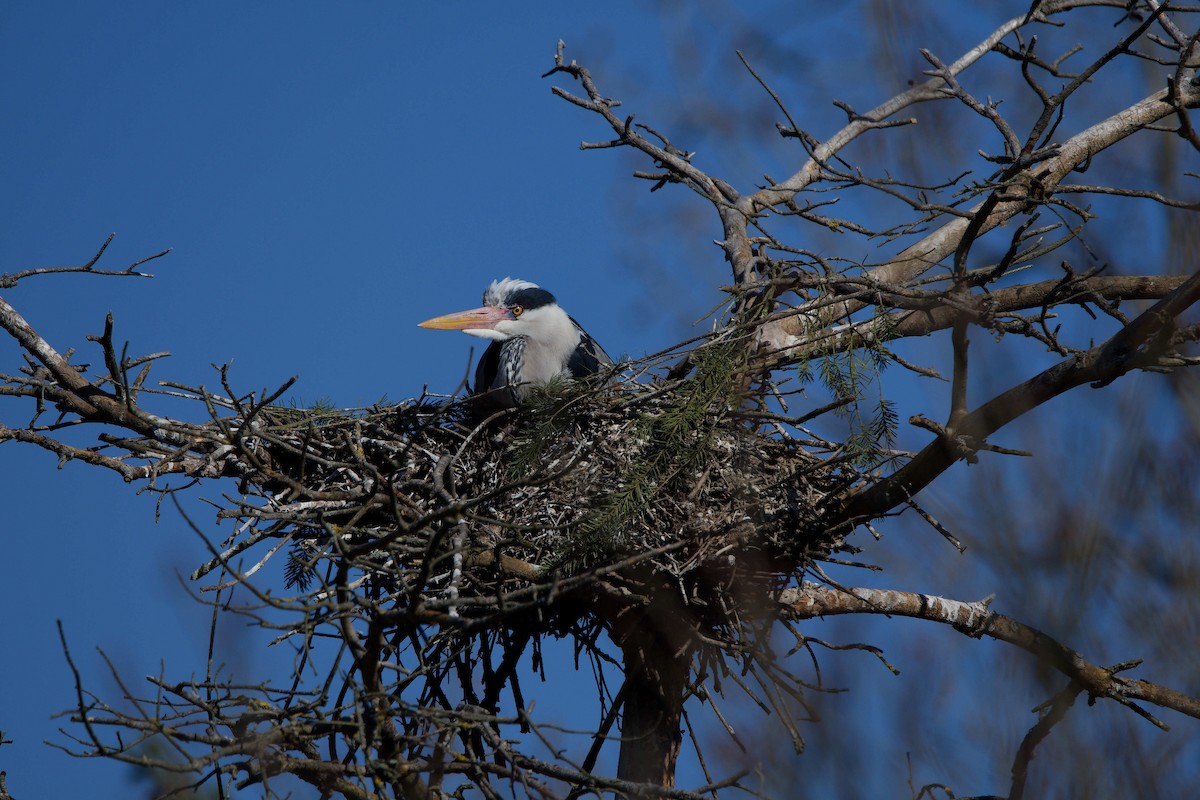 Héron cendré - ML644531517