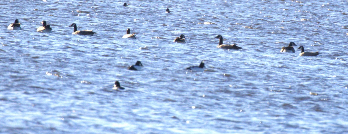 Bernache du Canada - ML644531518