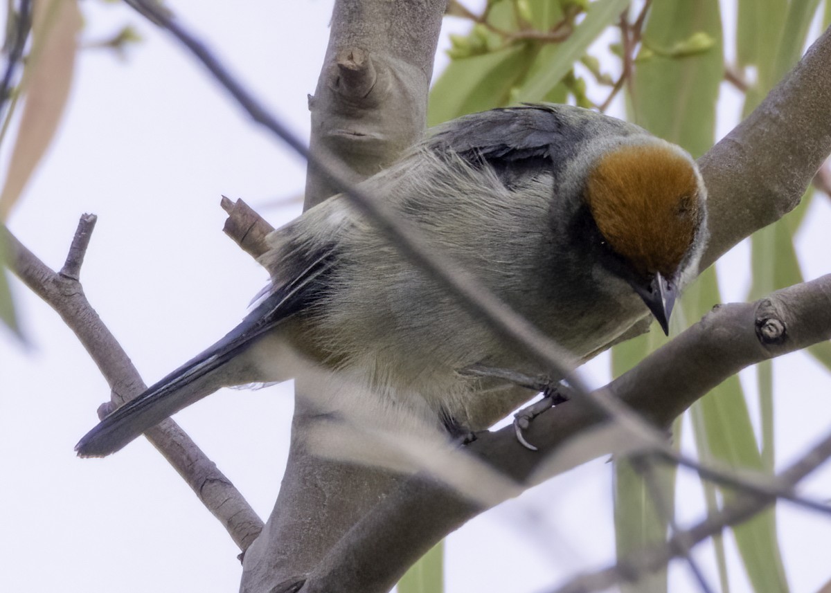 Calliste vitriolin - ML644531519