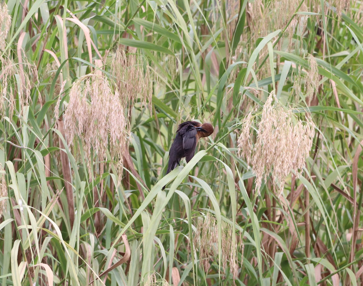 Carouge à épaulettes - ML644531520