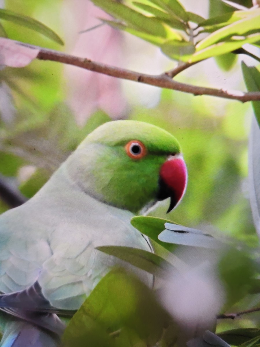 Perruche à collier - ML644531521