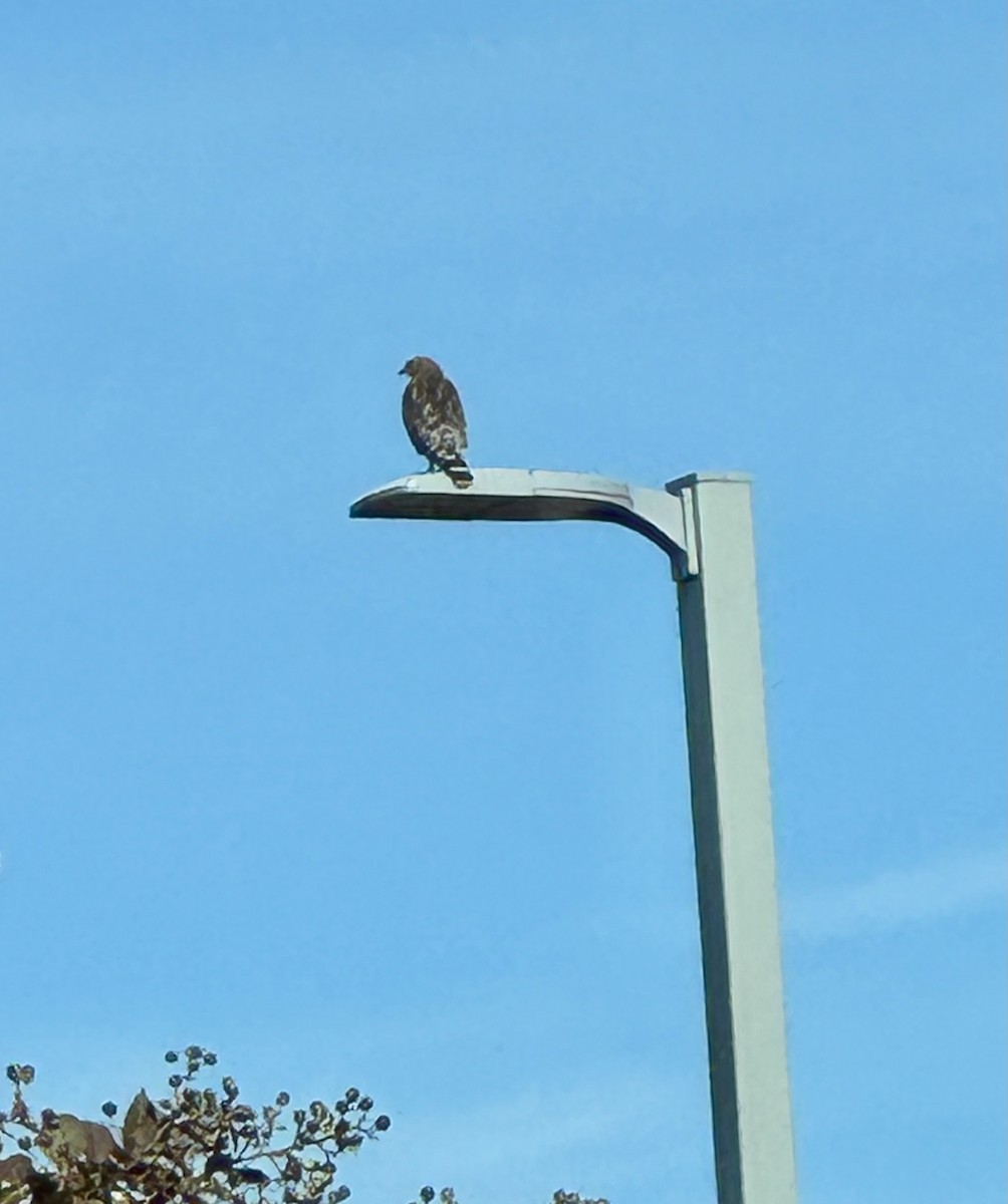 Buse à épaulettes - ML644531523