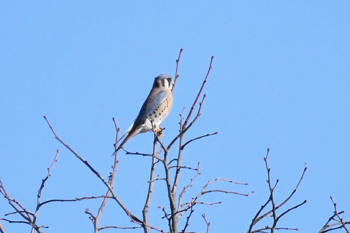 Crécerelle d'Amérique - ML644531524