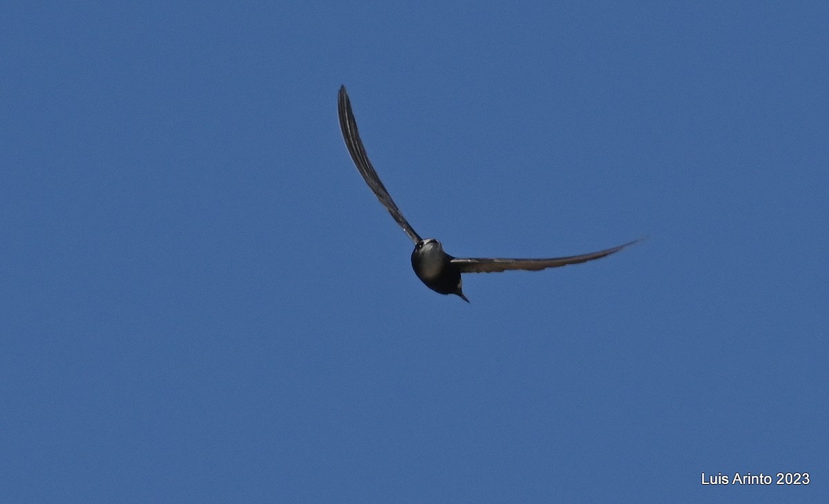 Martinet horus - ML644531527