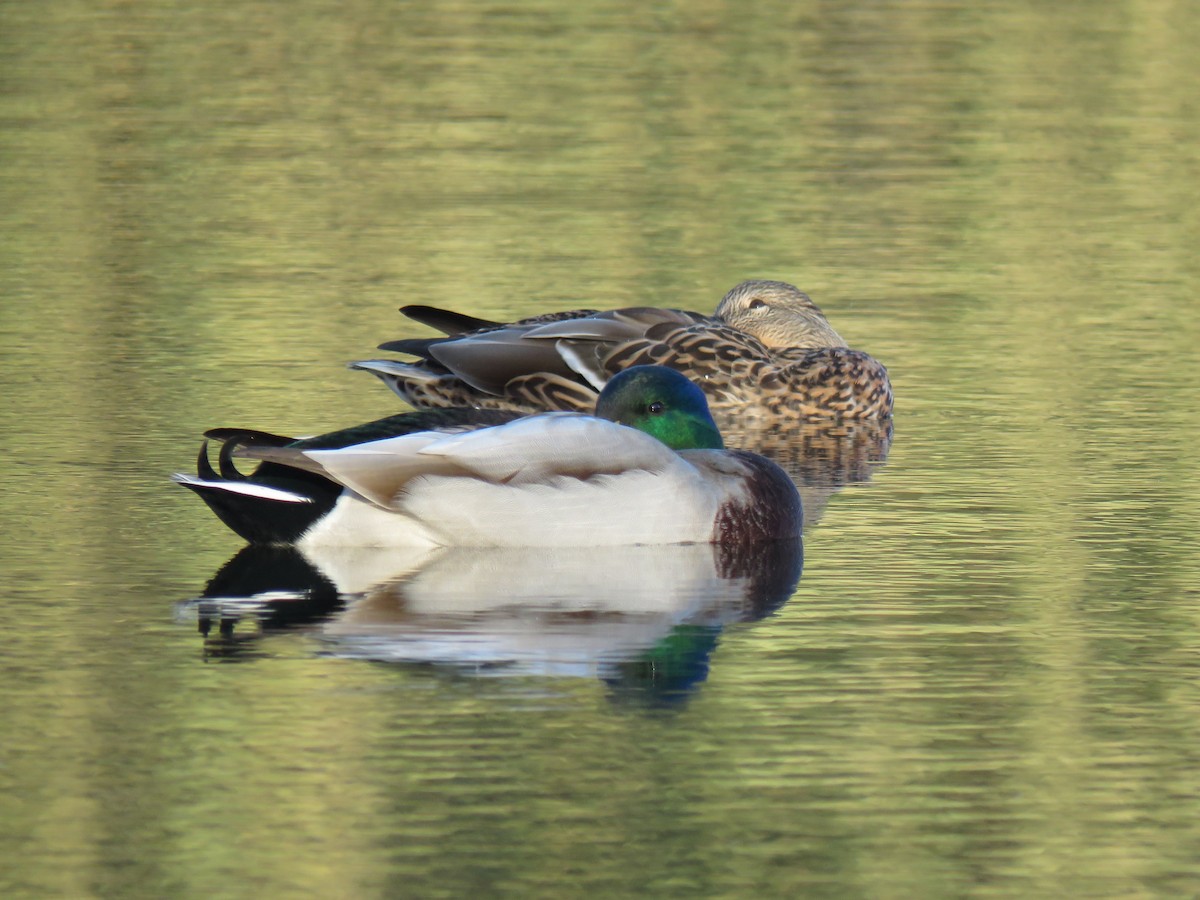Canard colvert - ML644531528