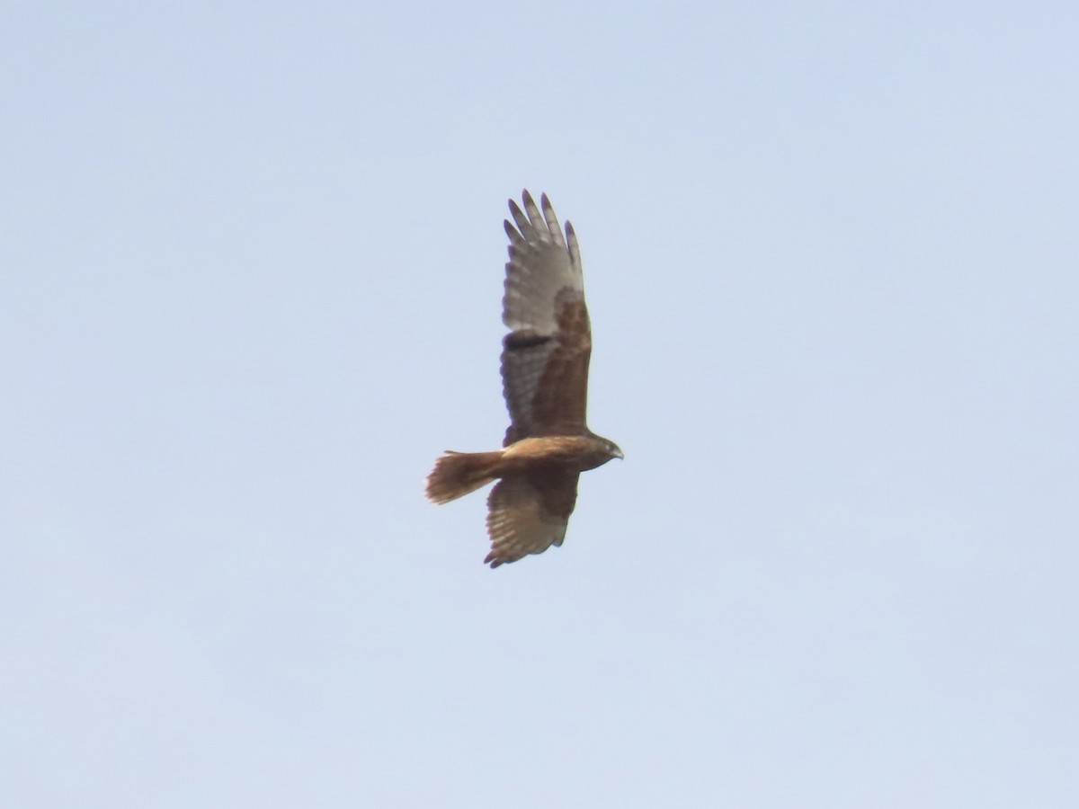 Busard de Gould - ML644531531