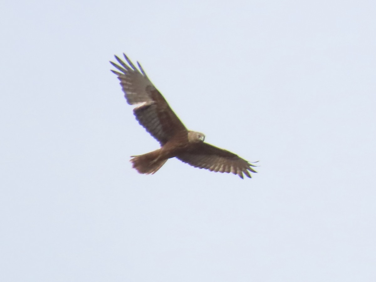 Busard de Gould - ML644531532