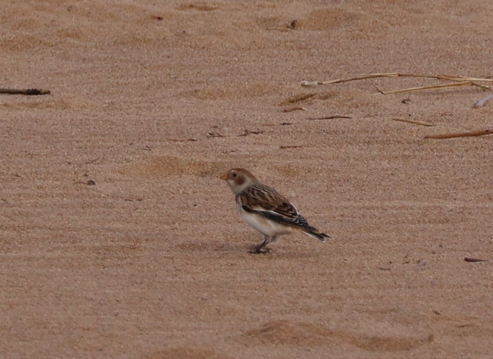 Plectrophane des neiges - ML644531536