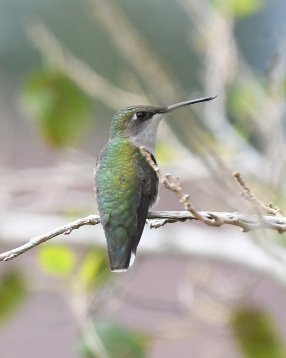 Colibri à gorge rubis - ML644531537