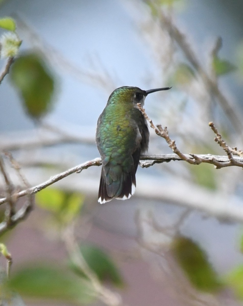 Colibri à gorge rubis - ML644531538