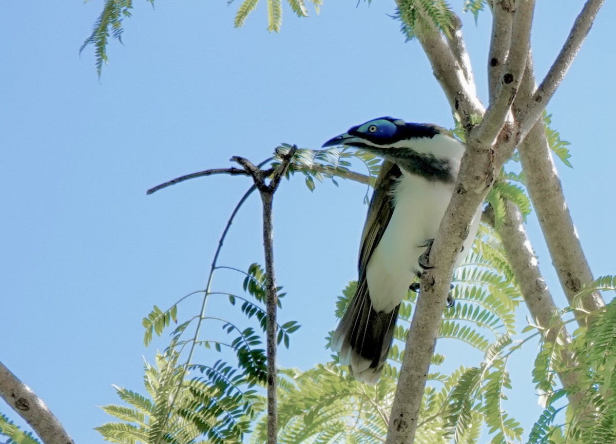 Méliphage à oreillons bleus - ML644531539