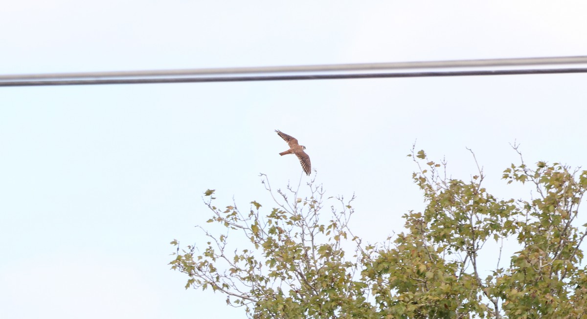 American Kestrel - ML644531540