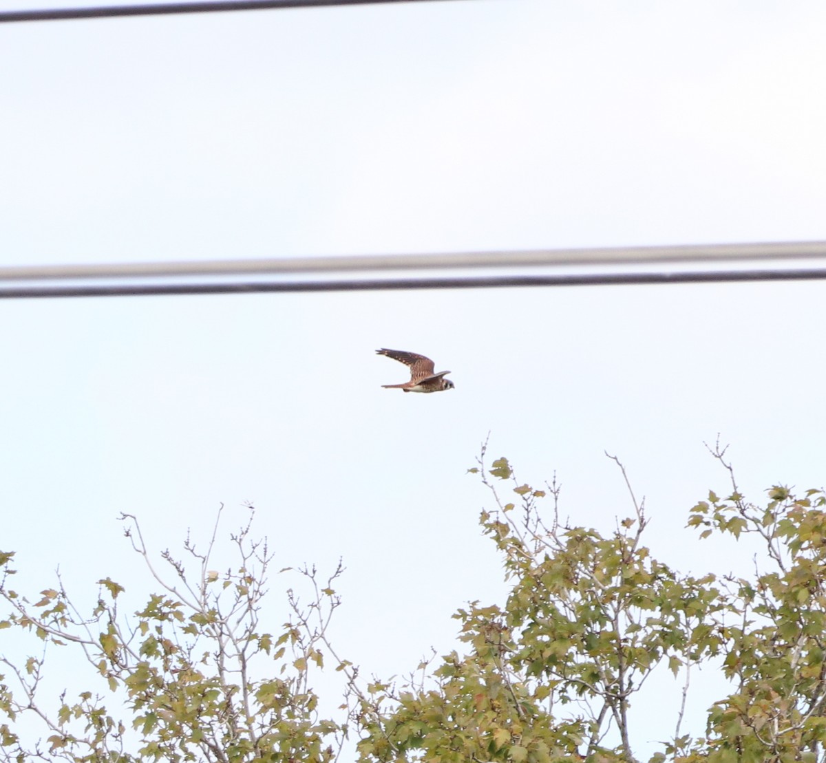 American Kestrel - ML644531541