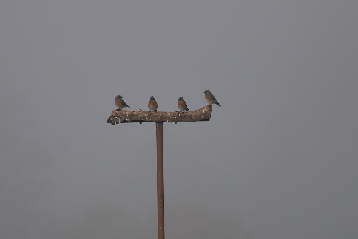 Western Bluebird - ML644531547