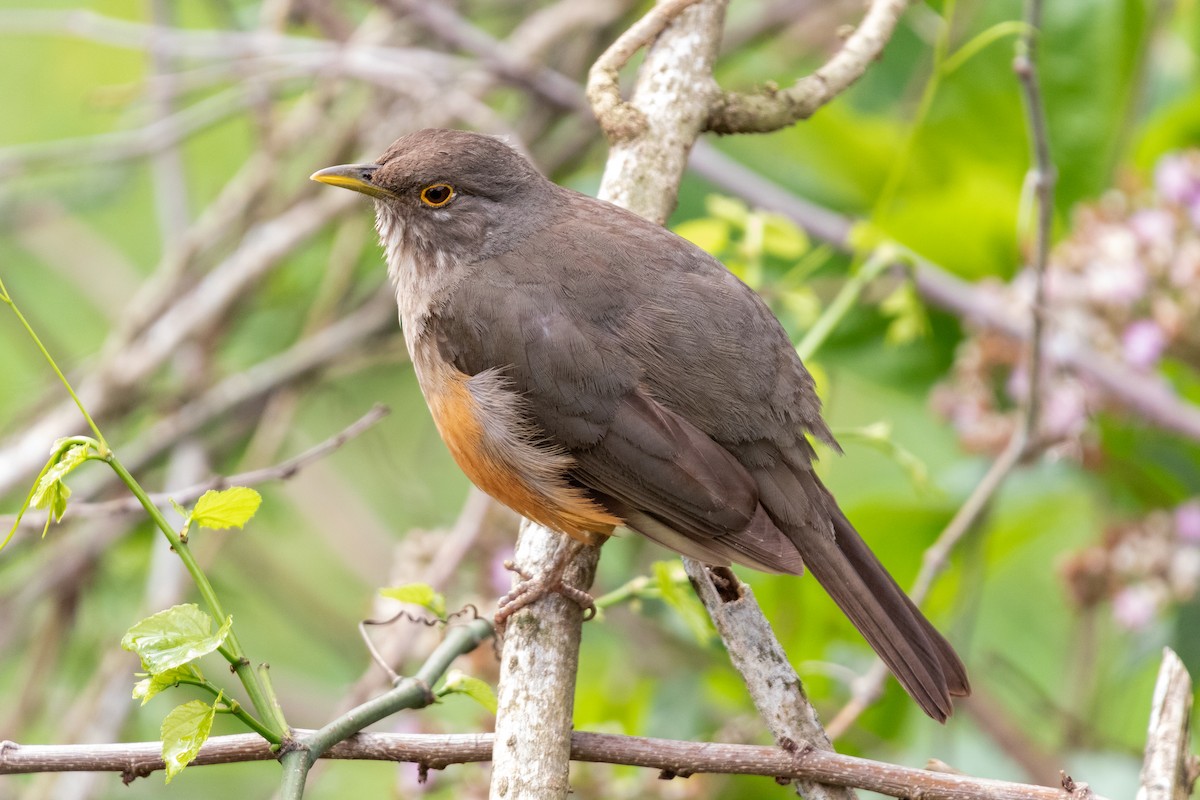 Rufous-bellied Thrush - ML644531550