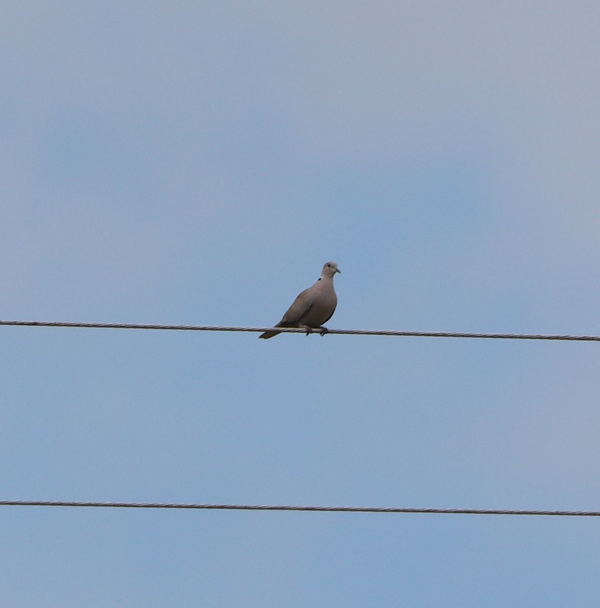 Eurasian Collared-Dove - ML644531555