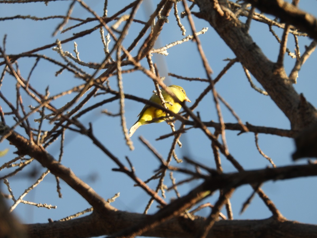 Western Tanager - ML644531568