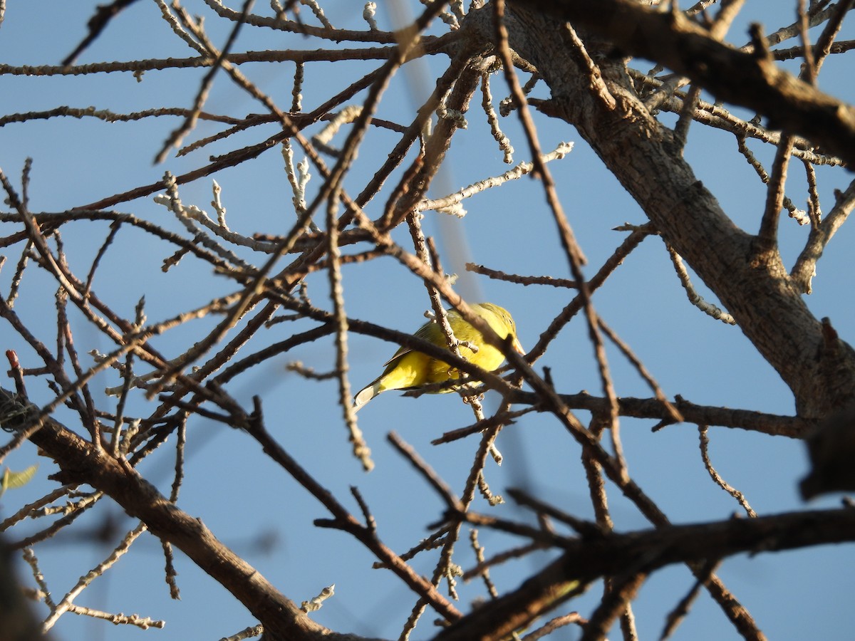 Western Tanager - ML644531570
