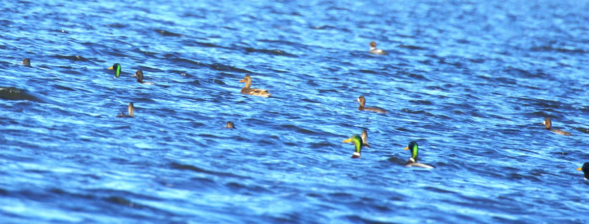 コスズガモ - ML644531576