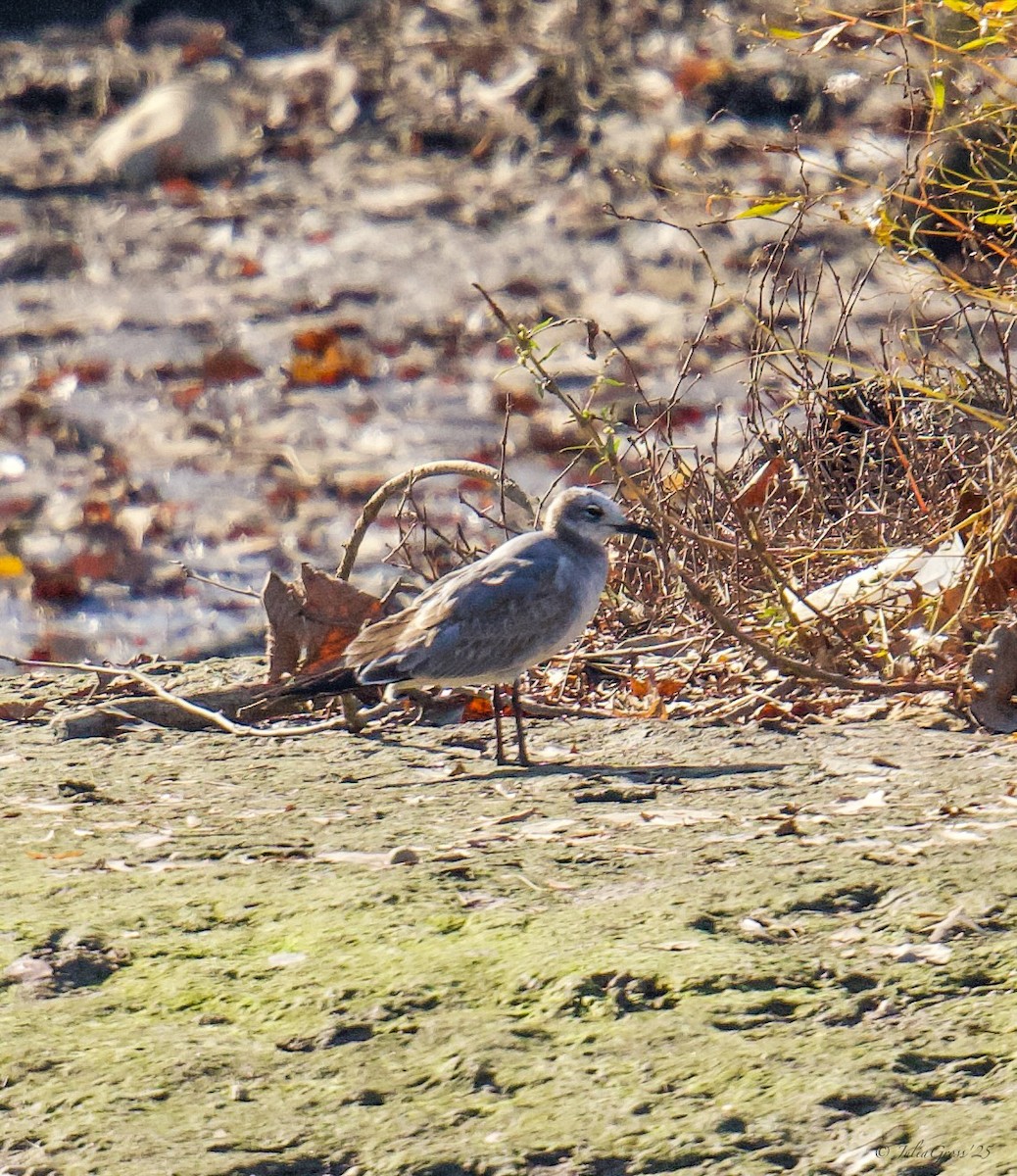 ワライカモメ - ML644531579