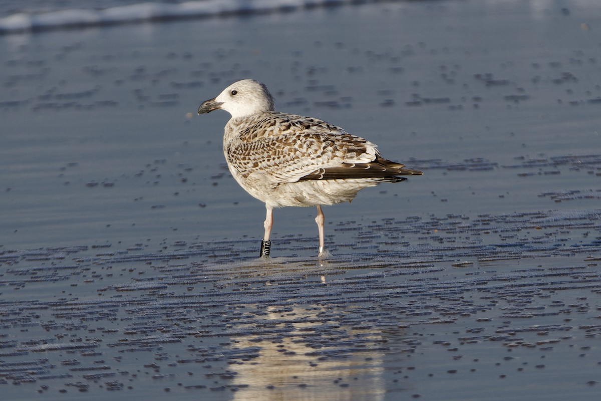 Gavión Atlántico - ML644531581