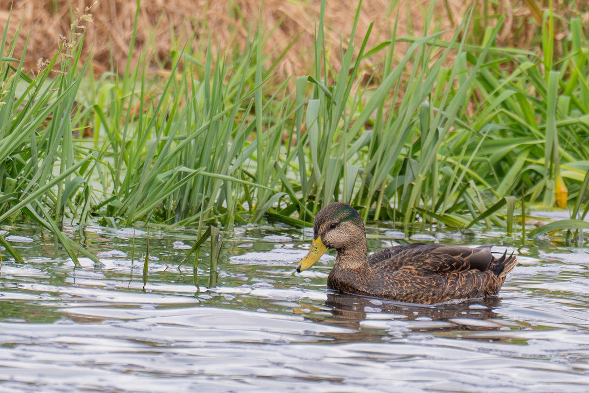 Mallard x American Black Duck (hybrid) - ML644531582