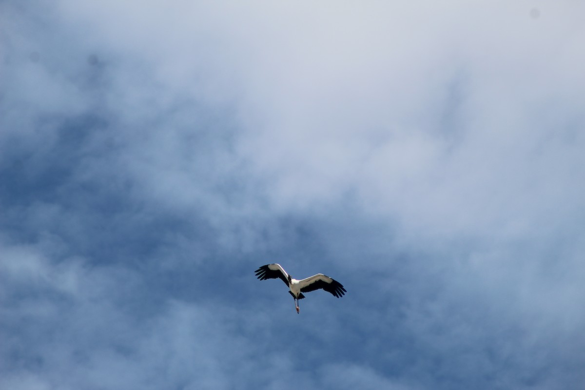 アメリカトキコウ - ML644531583