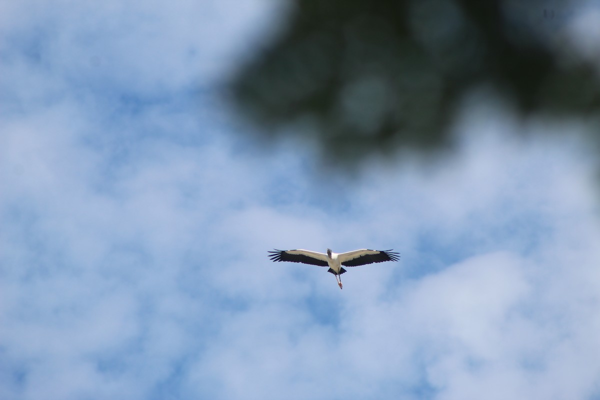 アメリカトキコウ - ML644531584