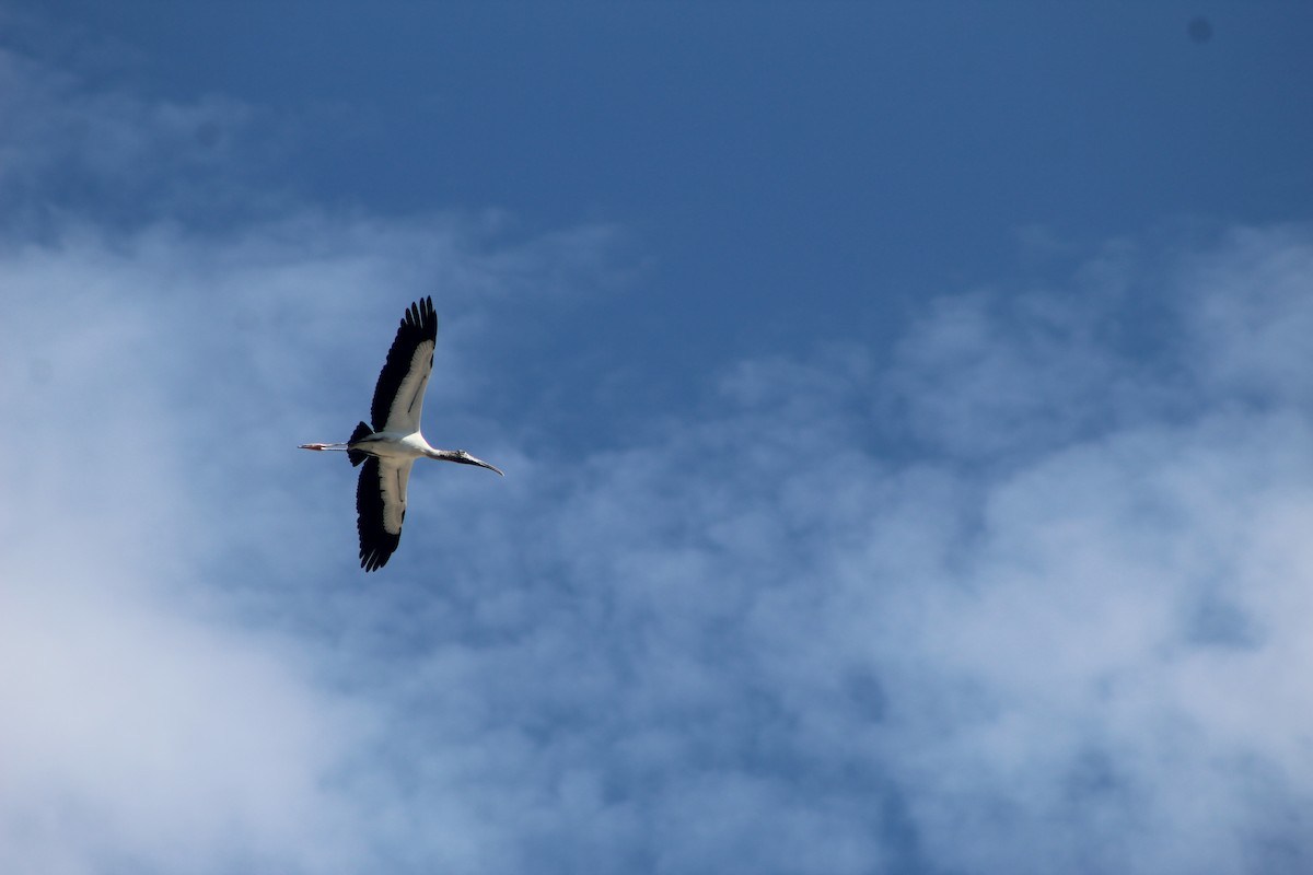 アメリカトキコウ - ML644531585