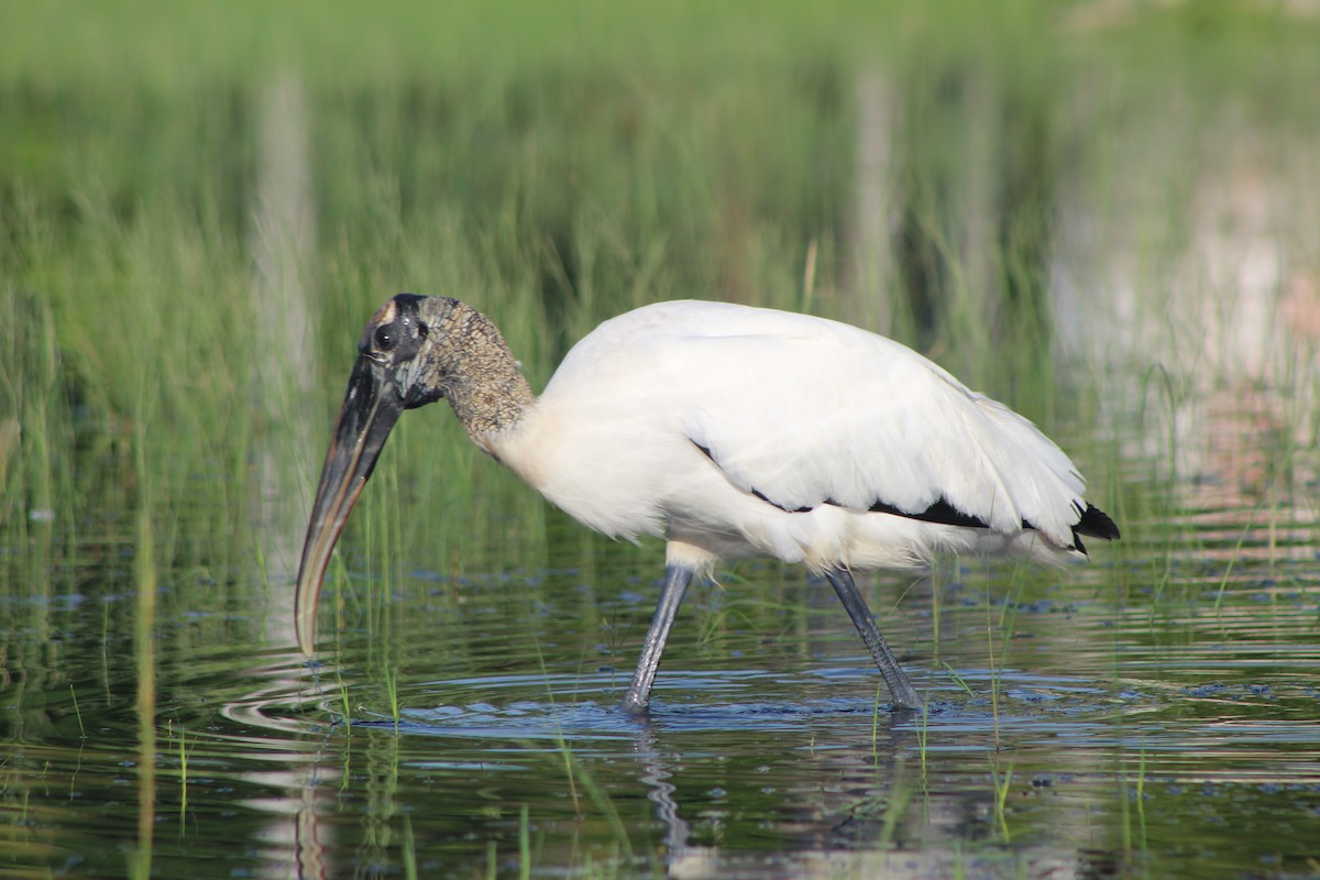 アメリカトキコウ - ML644531587