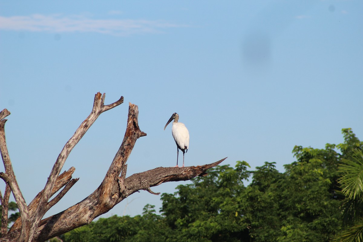 アメリカトキコウ - ML644531589