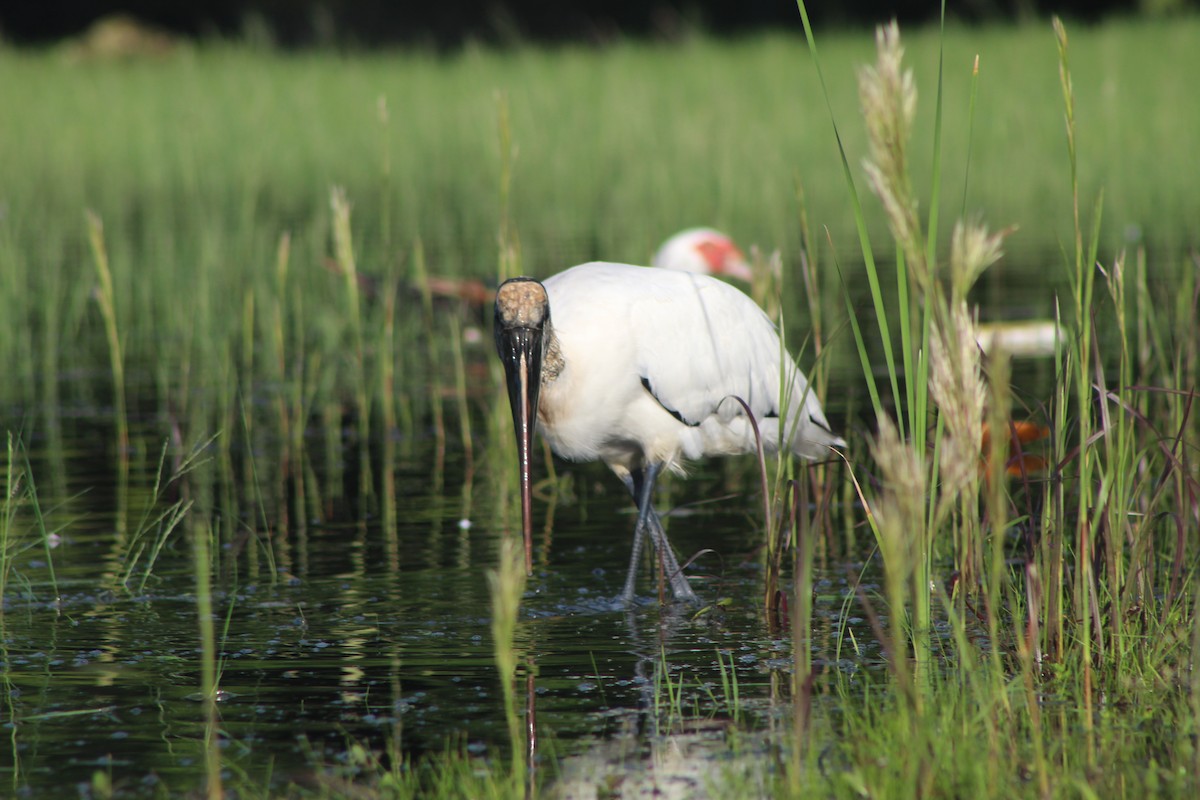 アメリカトキコウ - ML644531591